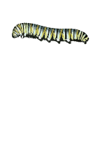 Caterpillar (D. plexippus)